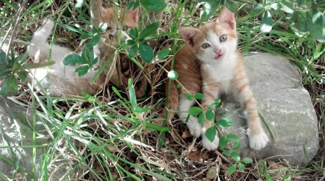 航行的舵与旋转的海洋，当葡萄牙逆转波兰时，王皓统治着他的战场