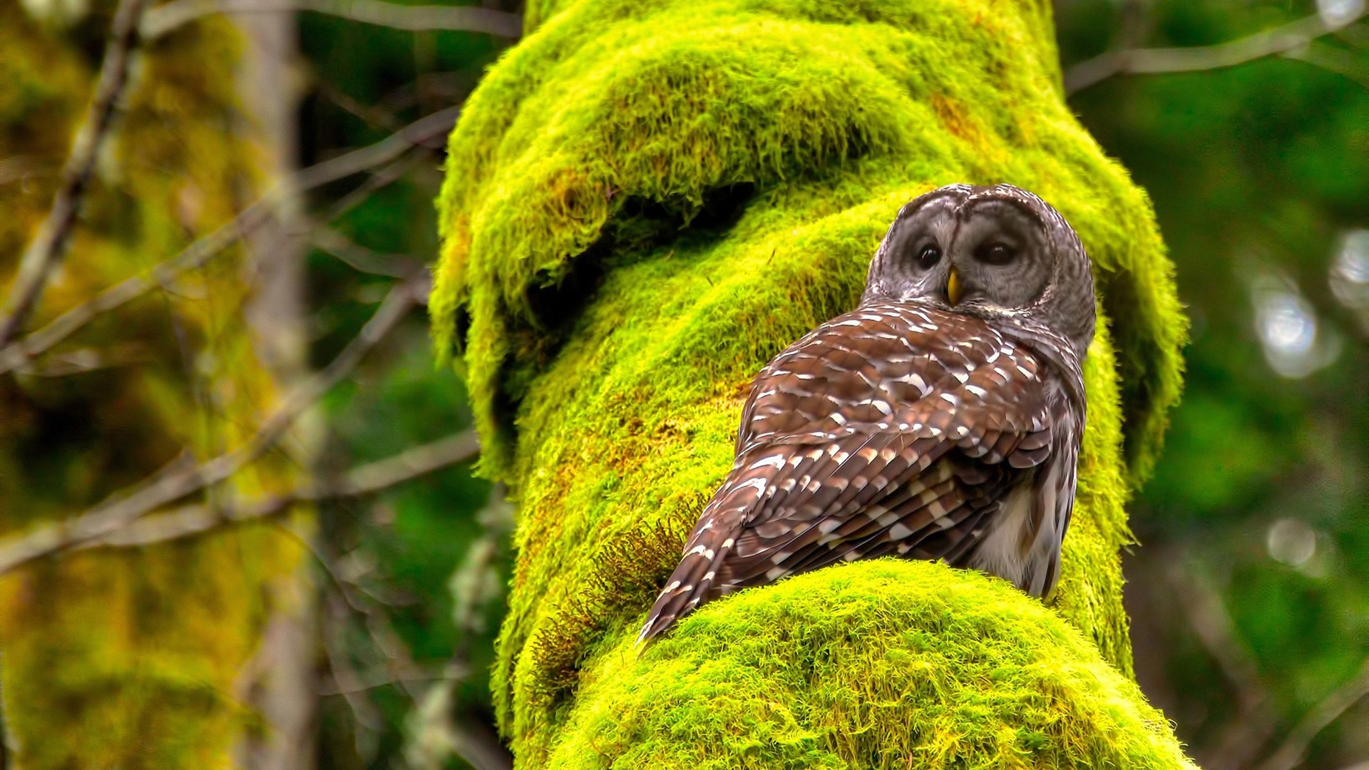 常规赛的序章与总决赛的终章，太阳耀斑与欧文匕首
