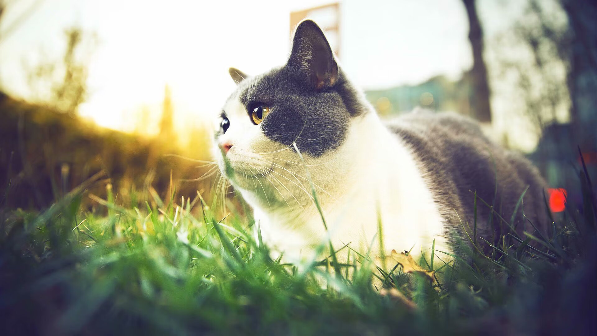 实力绽放夜，从东契奇的单骑救主到猛龙的逆袭启示录