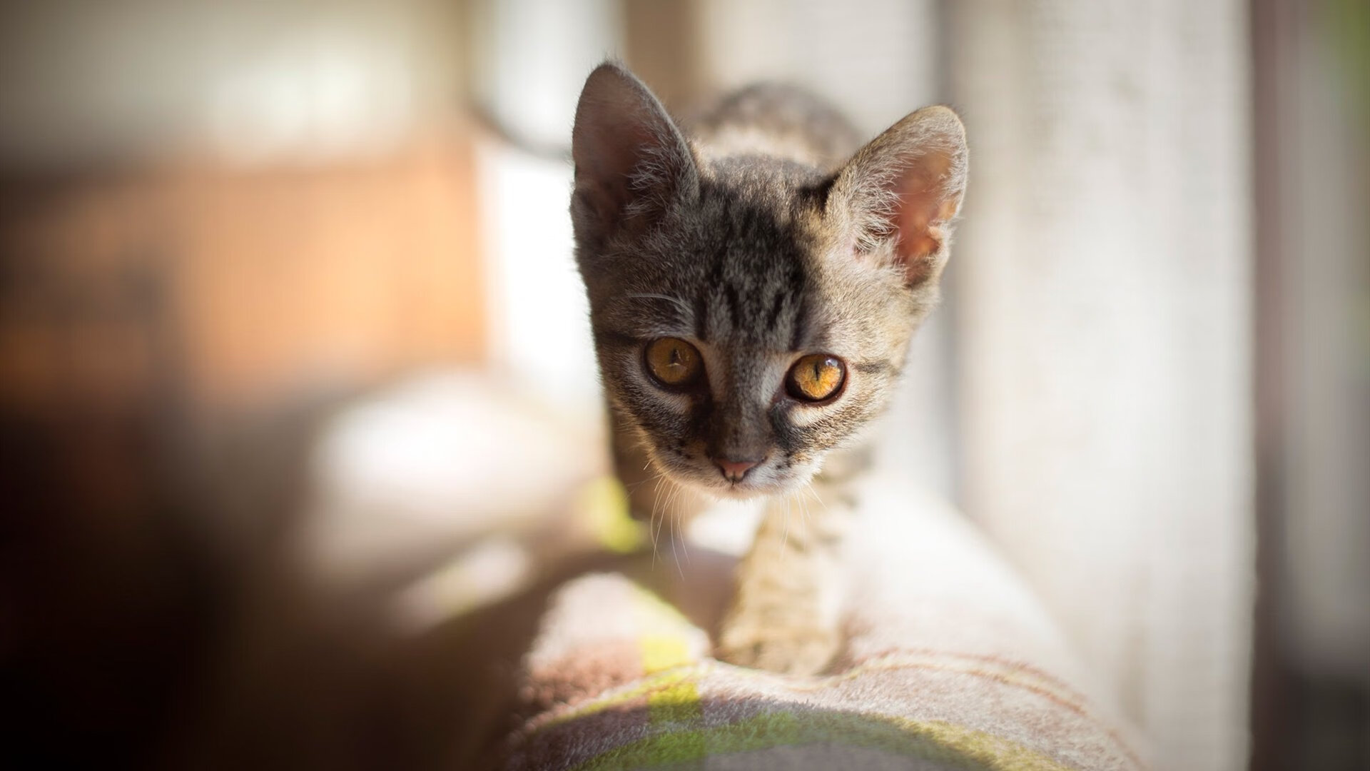 破解魔术的密码,约基奇在封魔之战中成为唯一解