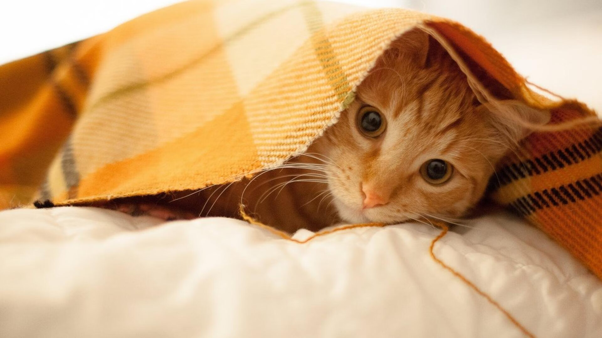 孤岛的轰鸣,凯塞多在雷恩的暮色中划亮切尔西的灯塔