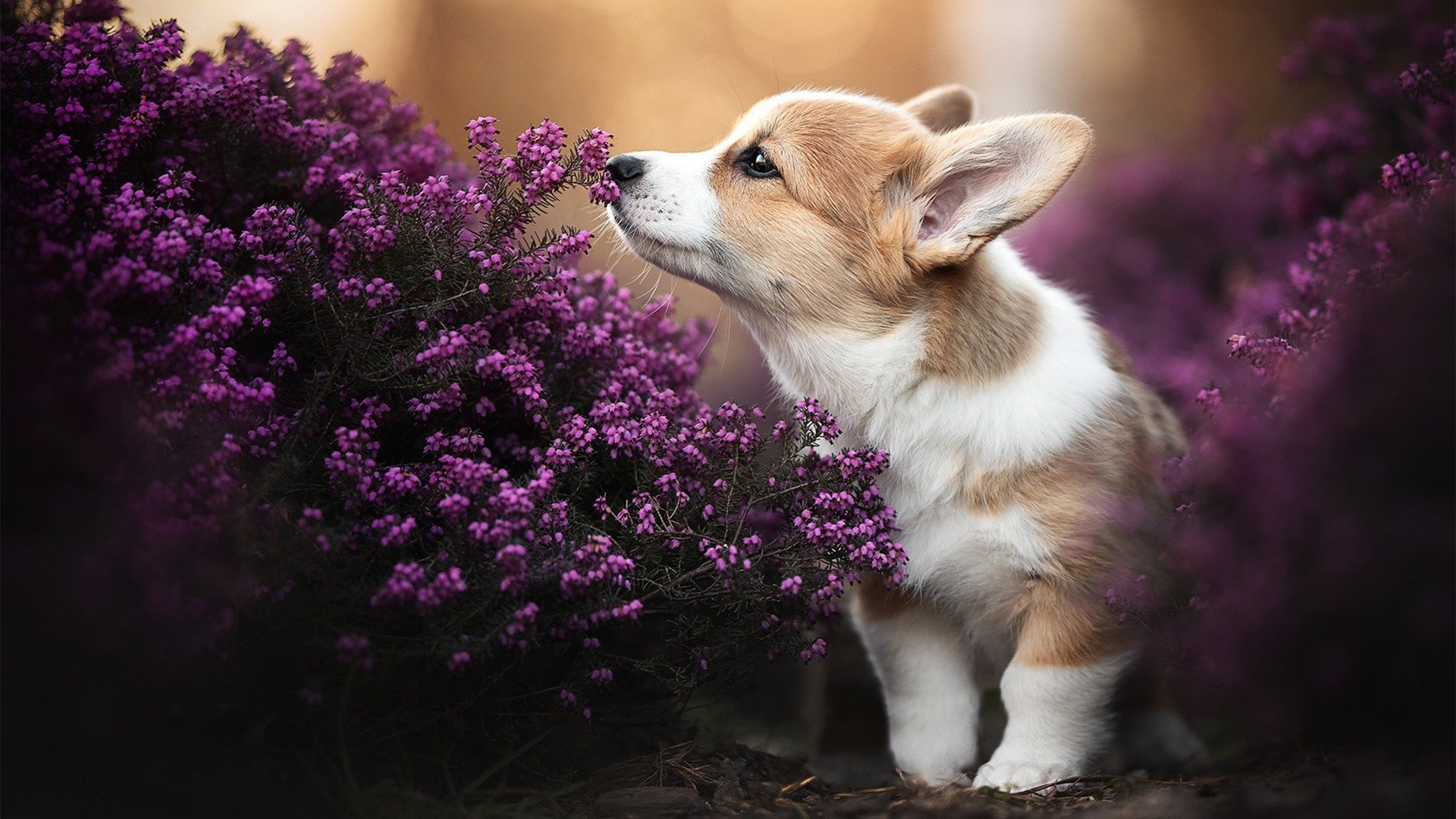 绝境鹰啸!爱德华兹化身点钞机摧毁深圳长城