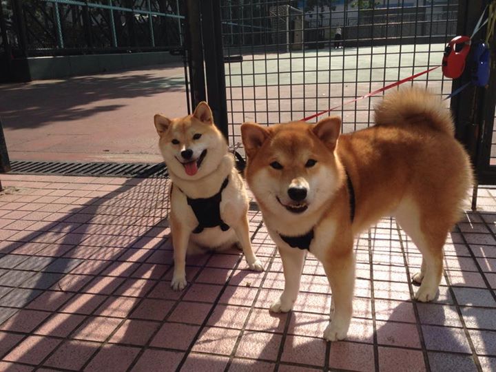 当精密钟表对阵红色风暴,奥利维耶的节奏之心