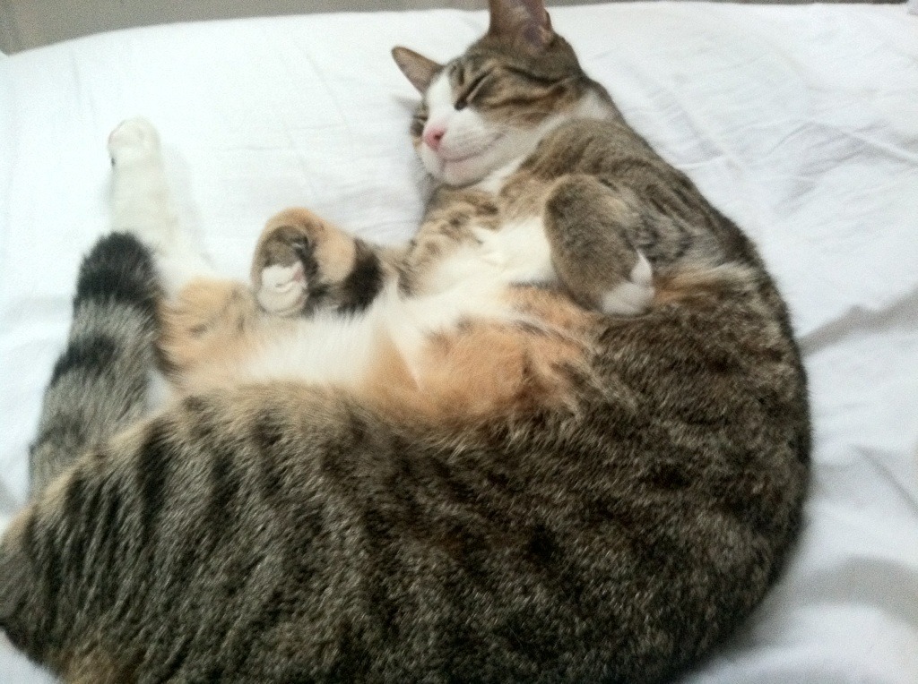 单节12分钟的时间褶皱，斯通斯如何用三次呼吸为巴萨折叠突尼斯的夜晚