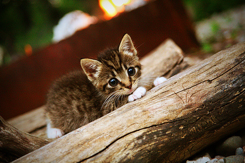 夜色、街道与完美弧线，努涅斯在极限之夜如何征服所有人