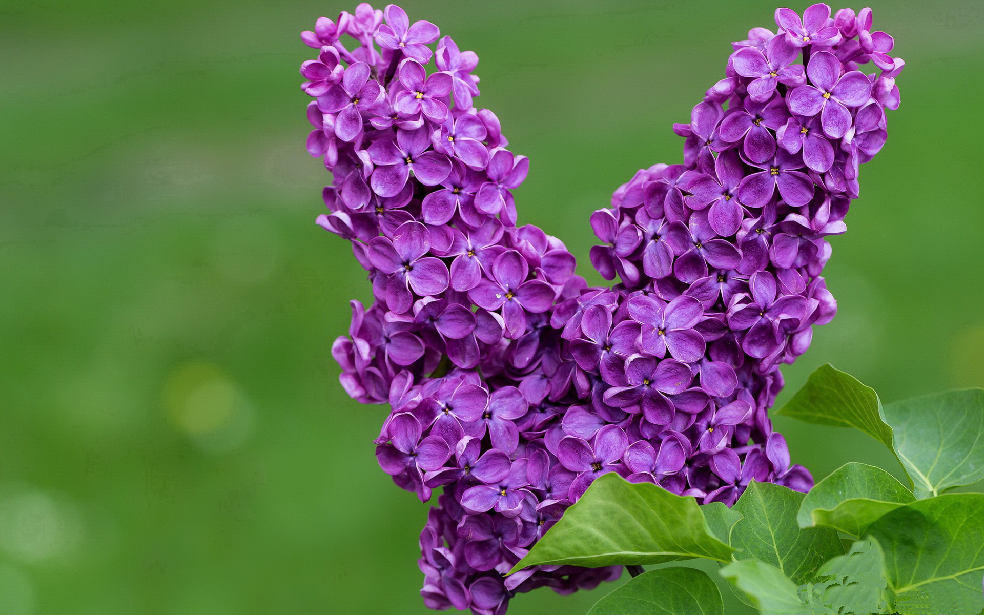 钢铁森林,当狼群的嚎叫穿透联赛争冠的迷雾