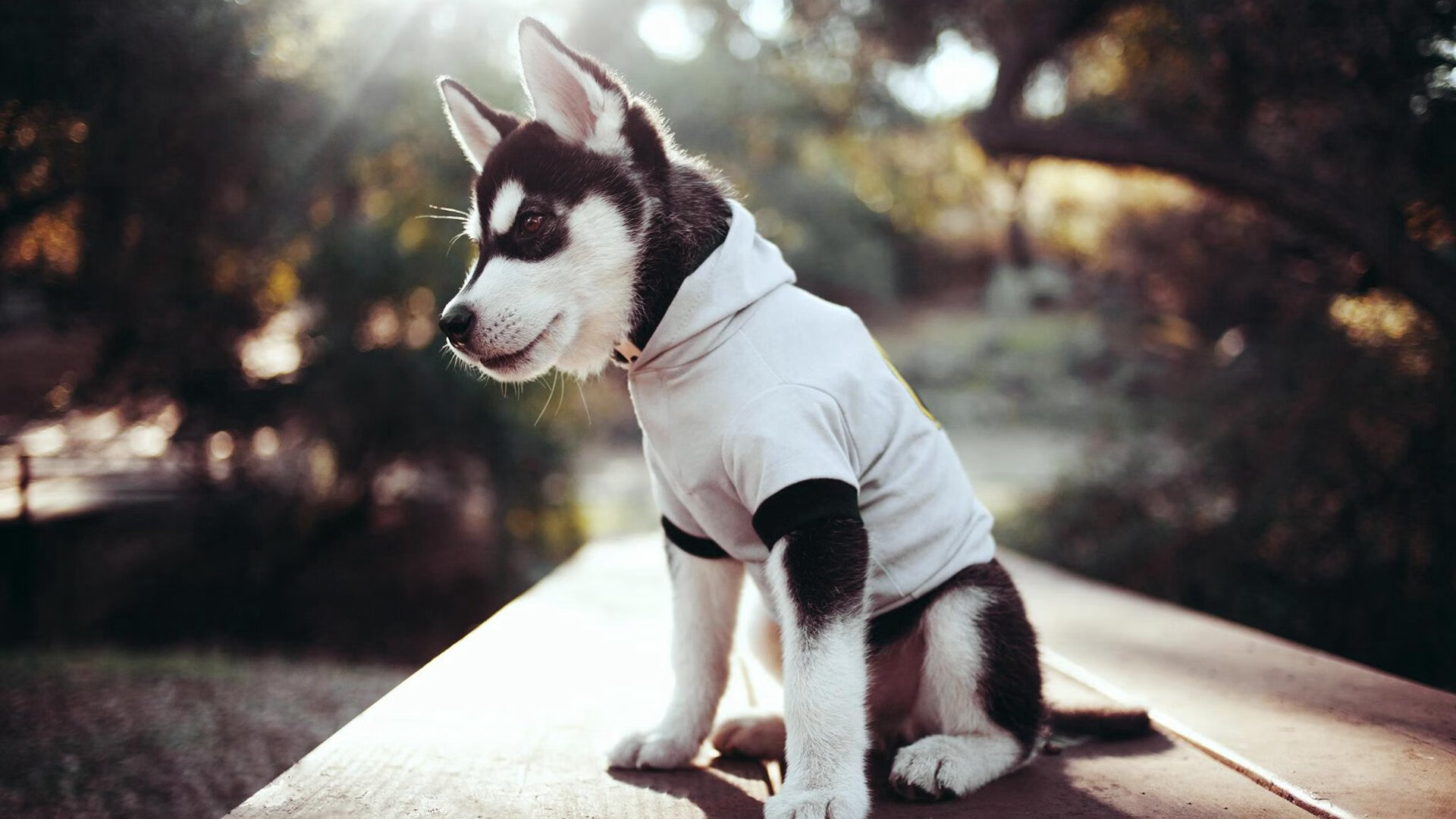 极速街巷，雷霆裂夜，当F1引擎为一场冲垮而咆哮