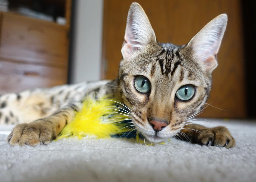 隔洋对决，当利拉德戴表时刻照亮篮网争冠路，浙江队如何破巨星魔咒？