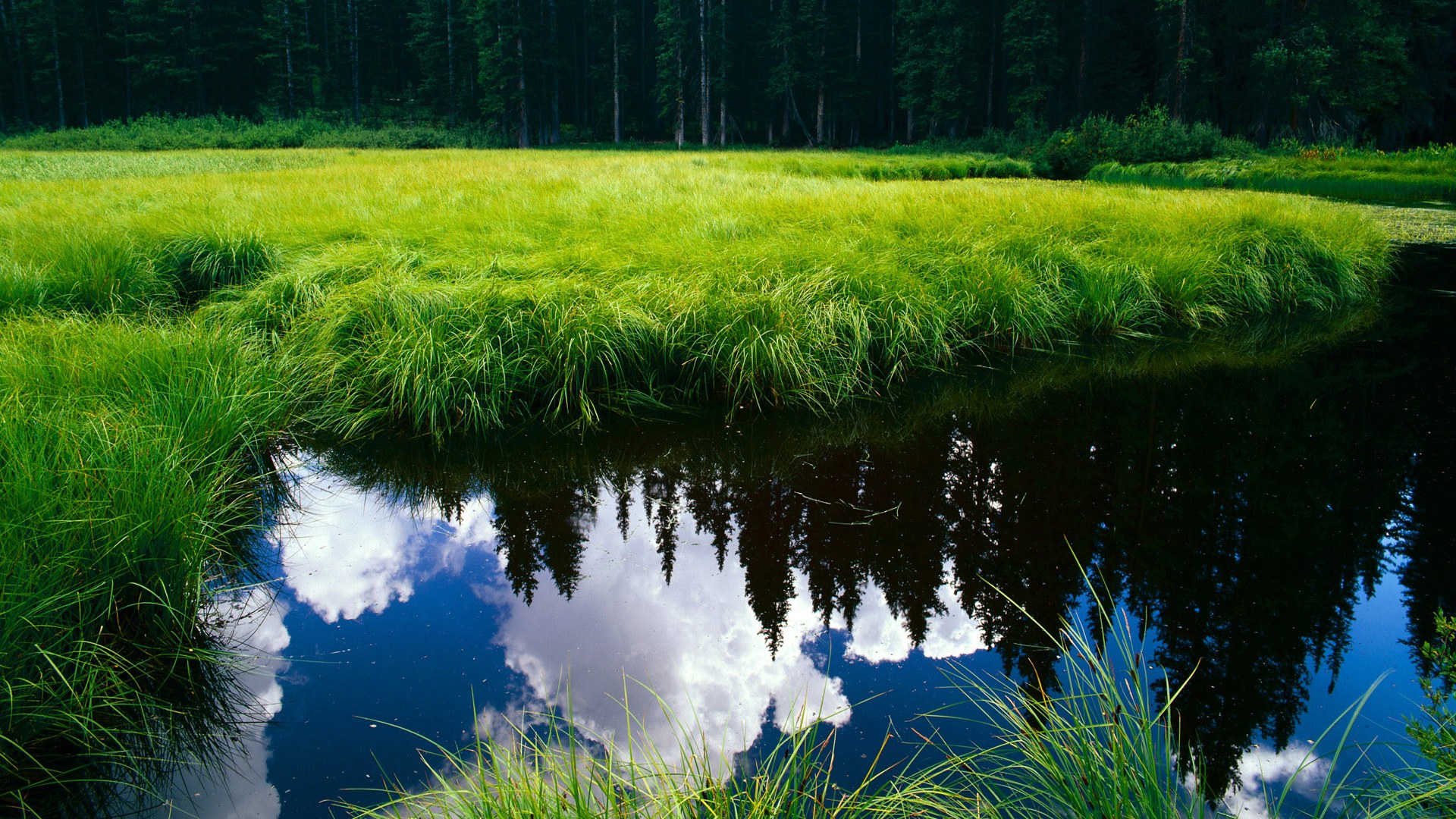 冰与火之歌，关键时刻的两种绝对叙事—武切维奇的锋刃与尼克斯的洪流